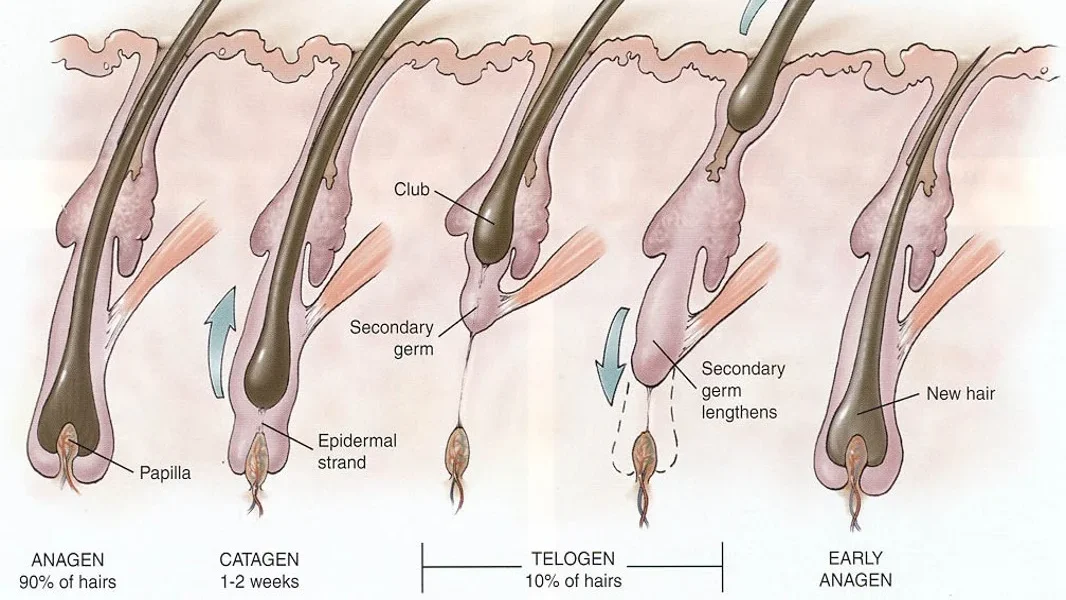 hair growth cycle edited