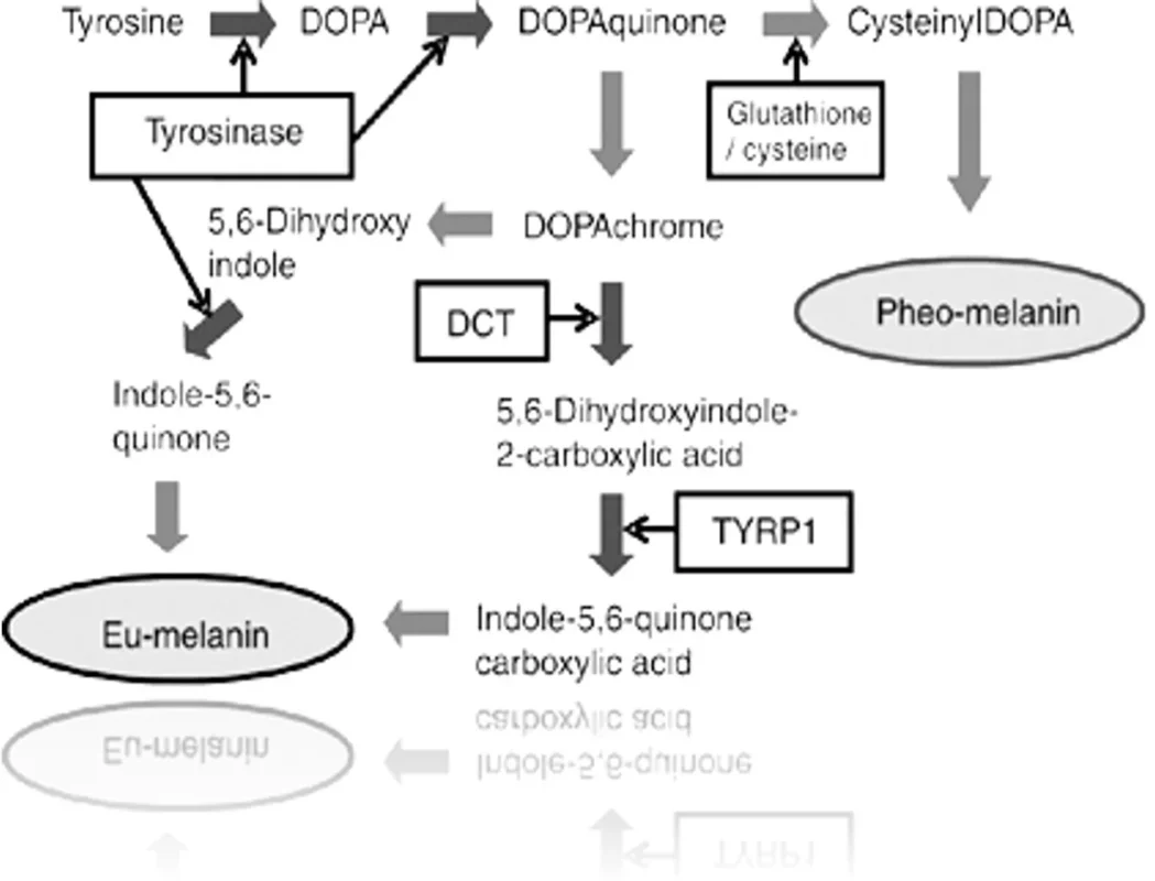 melanin pathway